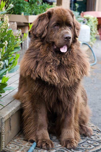 Brown newfoundland dog photo