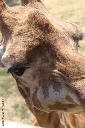 Photography girafe