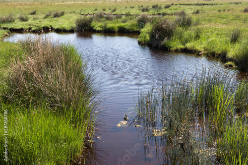 Brackwassersee an der Ostsee