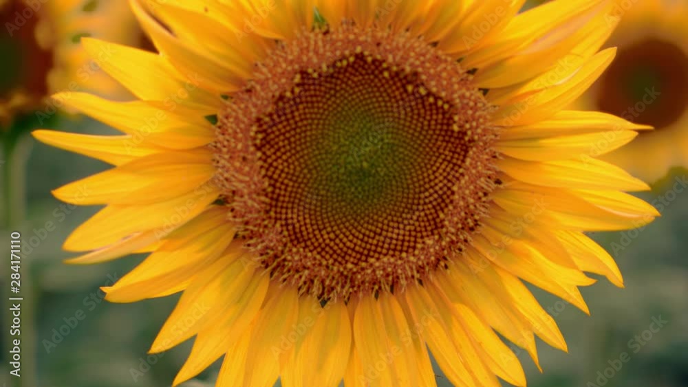 Field of Flowers sunflower against the sky. Sunflower swaying in the wind. Beautiful fields with sunflowers in the summer. Field of Flowers sunflower against the sky. Sunflower swaying in the wind. Beautiful fields with sunflowers in the summer.