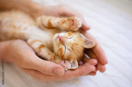 Фотография Kitten sleeping in man hands. Cats sleep.