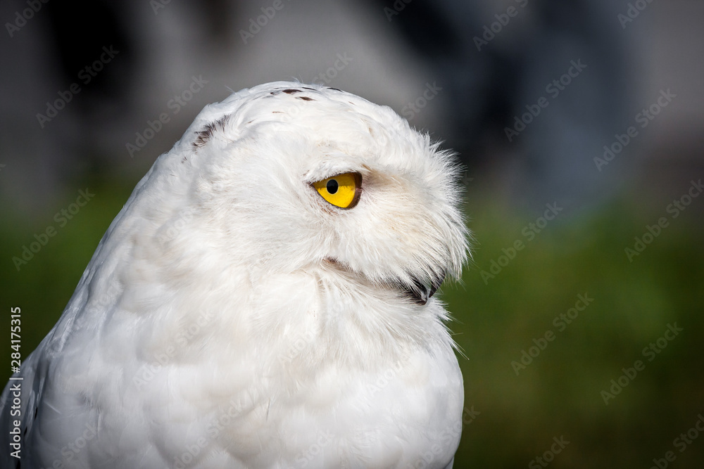 Obraz premium Snowy Owl (Bubo scandiacus) closeup profile
