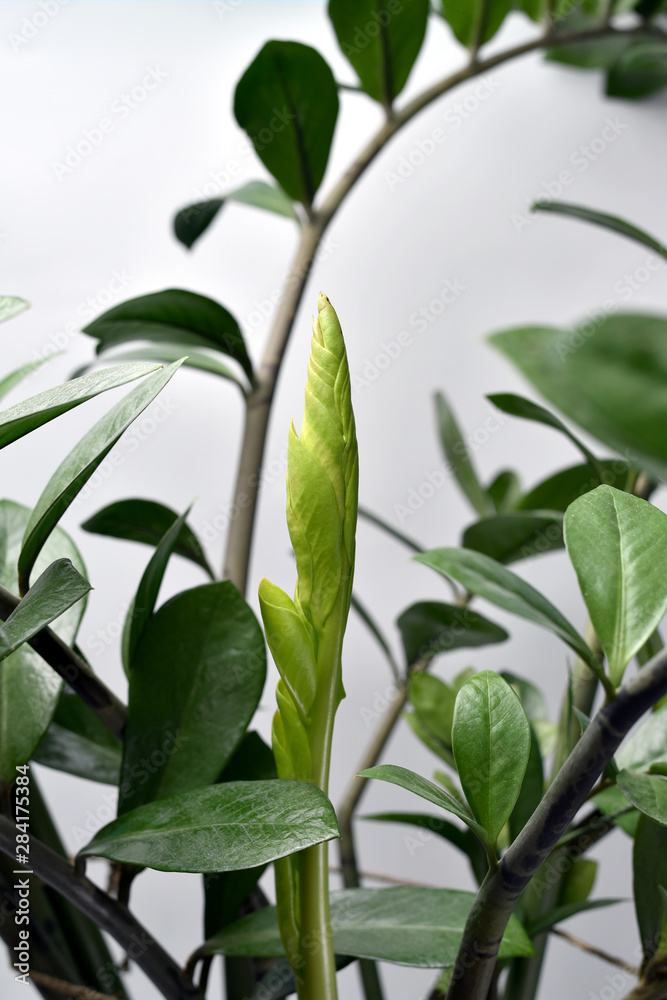 Magnificent house plants Zamioculcas on white background with copyspace Magnificent house plants Zamioculcas on white background with copyspace