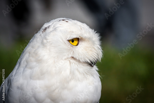 Snowy Owl (Bubo scandiacus) closeup profile