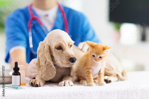 Vet with dog and cat. Puppy and kitten at doctor.