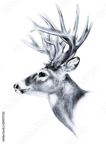 big buck, huge white tail deer, big male buck trophy antlers, buck illustration hand drawn sketch isolated on white background, hunting season, archery sport, wild game hunting, deer wildlife clipart