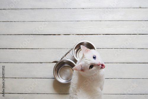 Hungry white cat waiting and asking for food