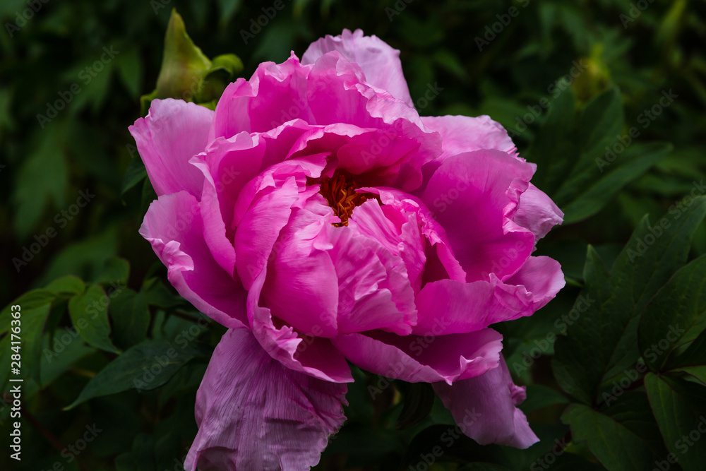 Naklejka premium Paeonia x suffruticosa in spring garden. Paeonia blossom. Beautiful peony flowers on a natural background.
