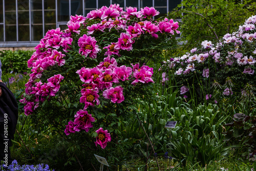 Fototapeta Naklejka Na Ścianę i Meble -  Paeonia x suffruticosa in spring garden. Paeonia blossom. Beautiful peony flowers on a natural background.