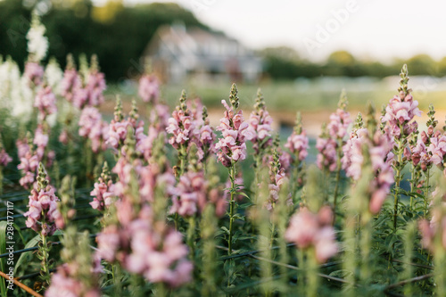 Wild Pink Flowers in Field