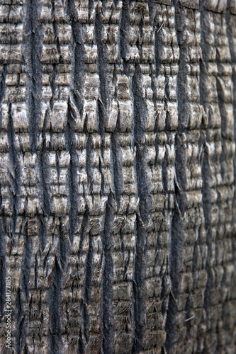 Old tree bark texture