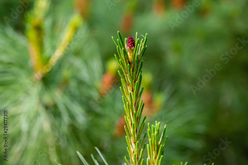 Pine blossom in spring. Pine branch with Bud blooming on a natural background.