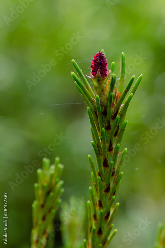 Pine blossom in spring. Pine branch with Bud blooming on a natural background.