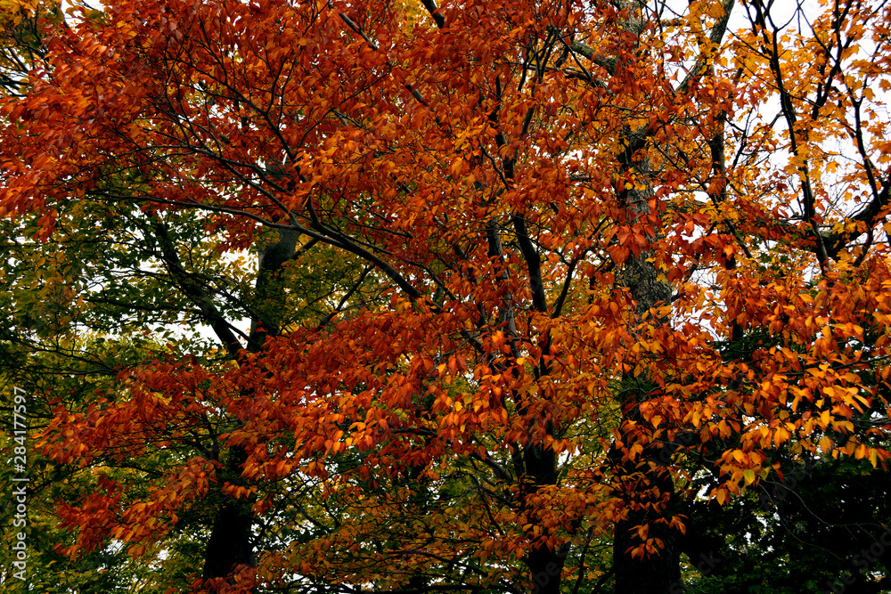 Fototapeta premium tree in autumn