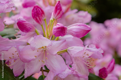 Flowering rhododendrons in the spring garden. Buds and flowers of rhododendrons on a natural background.