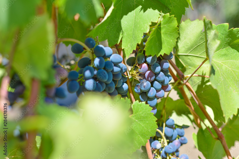 Blue grapes on plantations in the wine industry and the agricultural industry. Growing wine grapes.