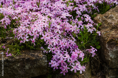 Perennial ground cover blooming plant. Creeping phlox (Phlox subulata or moss phlox) on the alpine flowerbed. 