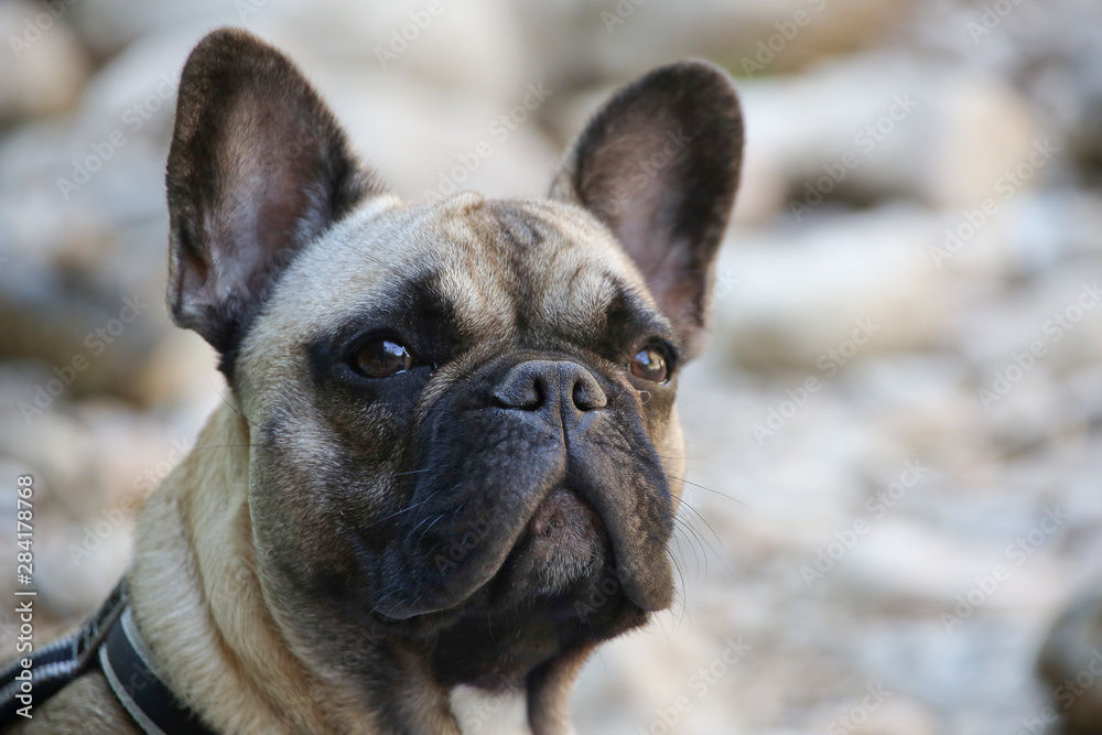 Chien Chien