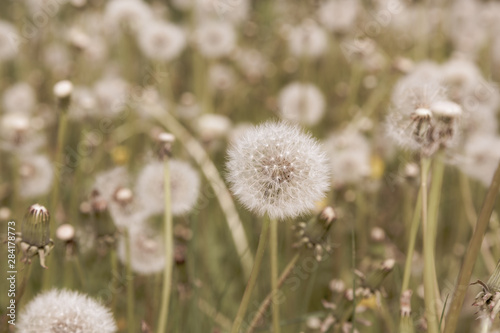 dandelion blowball (Taraxacum officinale) in the control sunlight against the background of the orange evening sky, close-up. Close-up view of a dandelion, blowball against the sunset.