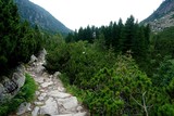 Mountain stone trail through forest in High Tatras. Mountain road in the forest.                      Journey through the Carpathian forests and mountains