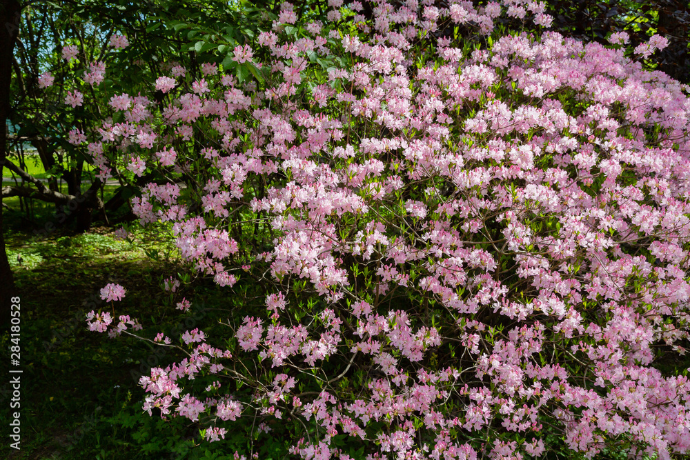 Pink flowers of Rhododendron vaseyi in spring garden. Plant, deciduous shrub; species of the genus Rhododendron. Used as a decorative garden plant