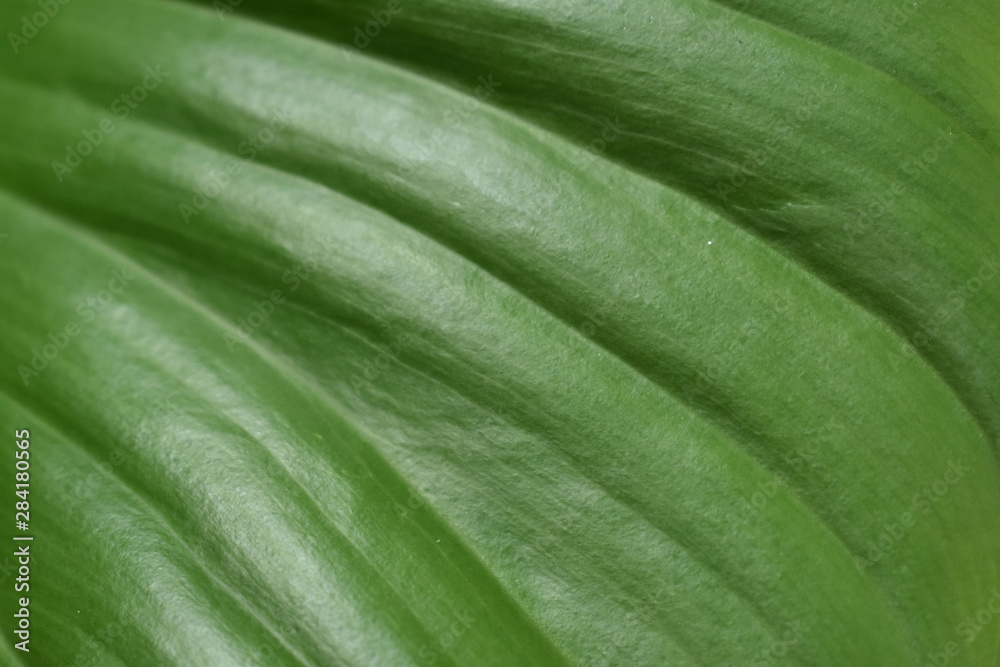 Caladium leaf pattern nature art design. Caladium leaf pattern nature art design.