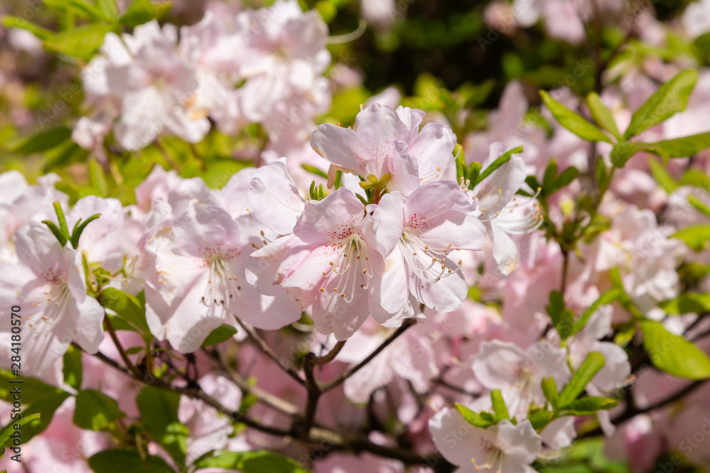 Pink flowers of Rhododendron vaseyi in spring garden. Plant, deciduous shrub; species of the genus Rhododendron. Used as a decorative garden plant Pink flowers of Rhododendron vaseyi in spring garden. Plant, deciduous shrub; species of the genus Rhododendron. Used as a decorative garden plant