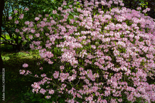 Pink flowers of Rhododendron vaseyi in spring garden. Plant  deciduous shrub  species of the genus Rhododendron. Used as a decorative garden plant