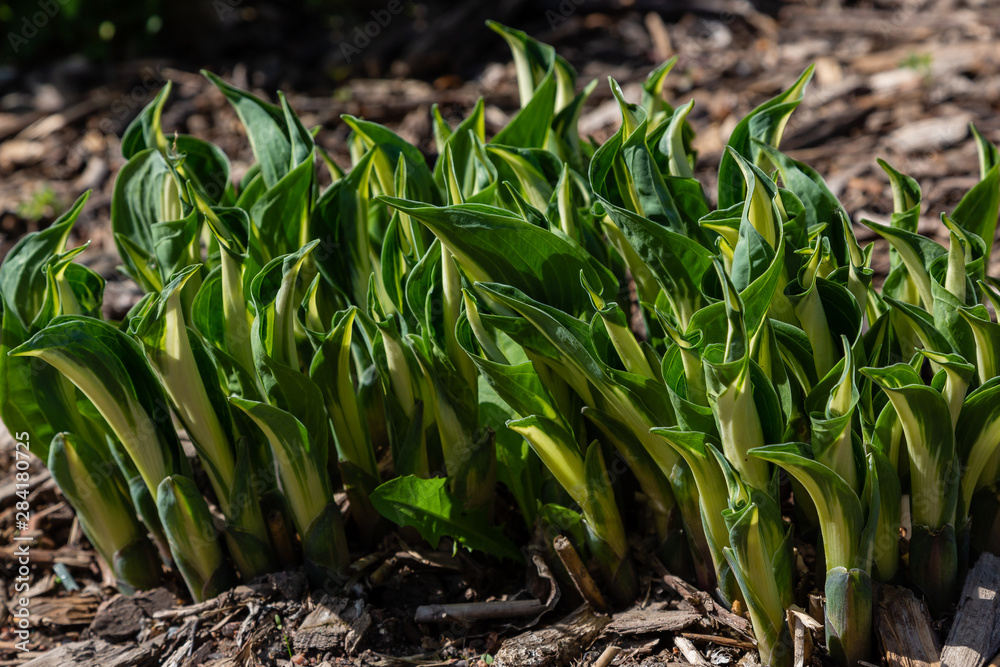 Obraz premium Green shoots of hosta in the spring garden. Green leaves of hosta on a natural background.