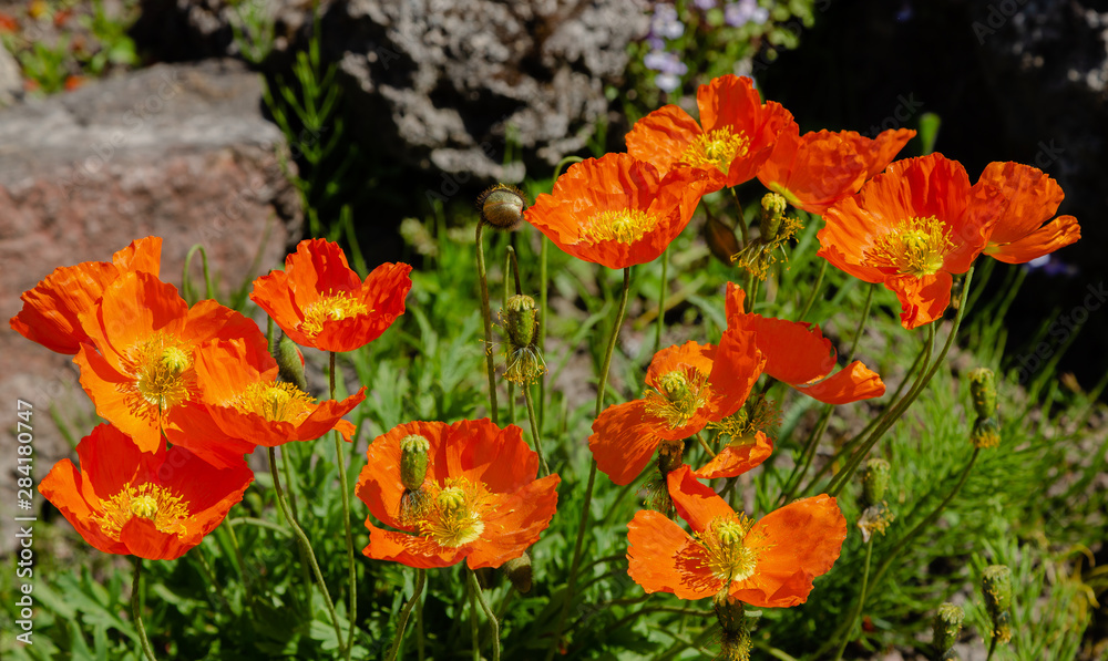 Eschscholzia californica in rock garden. Orange flowers of California poppy in spring garden. Eschscholzia californica in rock garden. Orange flowers of California poppy in spring garden.