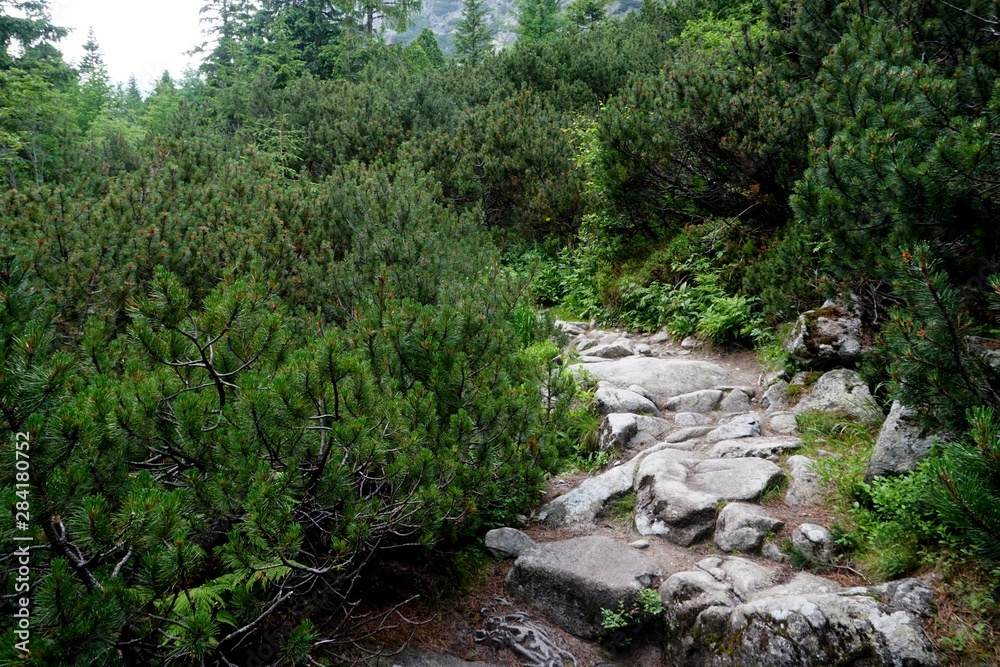 Mountain stone trail through forest in High Tatras. Mountain road in the forest. Journey through the Carpathian forests and mountains Mountain stone trail through forest in High Tatras. Mountain road in the forest. Journey through the Carpathian forests and mountains
