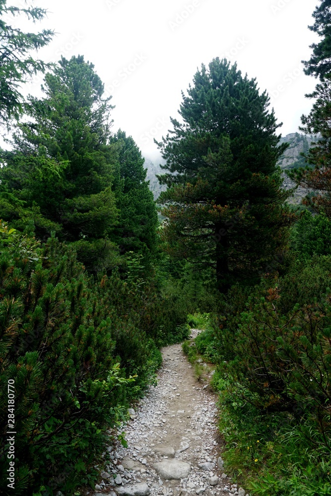 Mountain stone trail through forest in High Tatras. Mountain road in the forest. Journey through the Carpathian forests and mountains Mountain stone trail through forest in High Tatras. Mountain road in the forest. Journey through the Carpathian forests and mountains