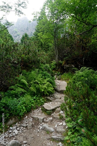 Mountain stone trail through forest in High Tatras. Mountain road in the forest. Journey through the Carpathian forests and mountains