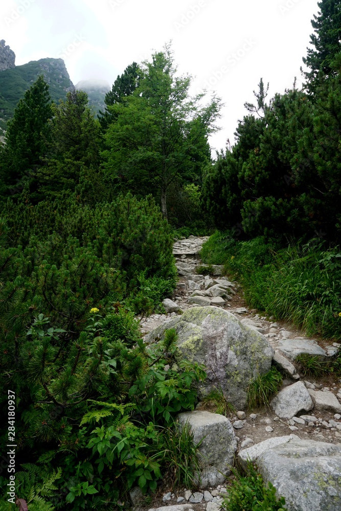 Obraz premium Mountain stone trail through forest in High Tatras. Mountain road in the forest. Journey through the Carpathian forests and mountains