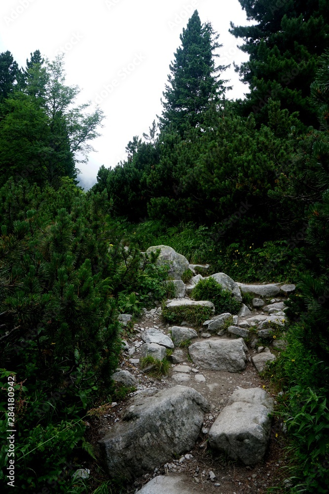 Mountain stone trail through forest in High Tatras. Mountain road in the forest. Journey through the Carpathian forests and mountains Mountain stone trail through forest in High Tatras. Mountain road in the forest. Journey through the Carpathian forests and mountains