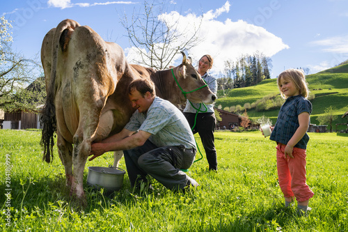 Farmer with his family milking a cow on pasture