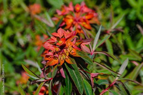 Euphorbia griffithii hook in spring garden. photo