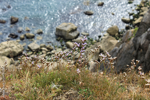 Wild flowers growing on a cliff top