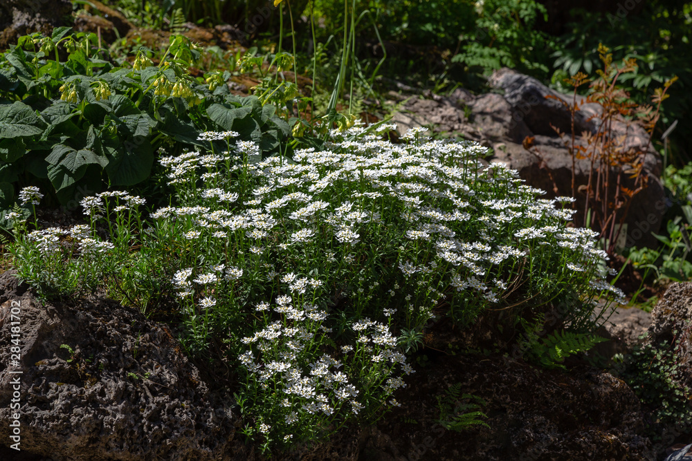 Iberis gibraltarica in the rock garden. Floral background with white flowers. Ground cover plants for Alpine slides.