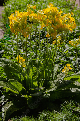 Primula veris or Primula officinalis. Primula rendezvouses plant in the spring garden on the Alpine hill. Beautiful yellow spring flowers for the rock garden.