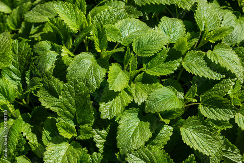 Green background of Melissa officinalis leaves. Medicinal plants in the garden. Green natural background.