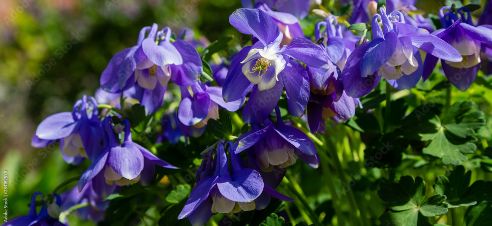 Aquilegia coerulea in spring garden. Blue flowers of aquilegia in naturfal background. Plant for rock garden.