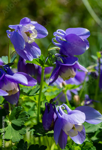 Aquilegia coerulea in spring garden. Blue flowers of aquilegia in naturfal background. Plant for rock garden. photo