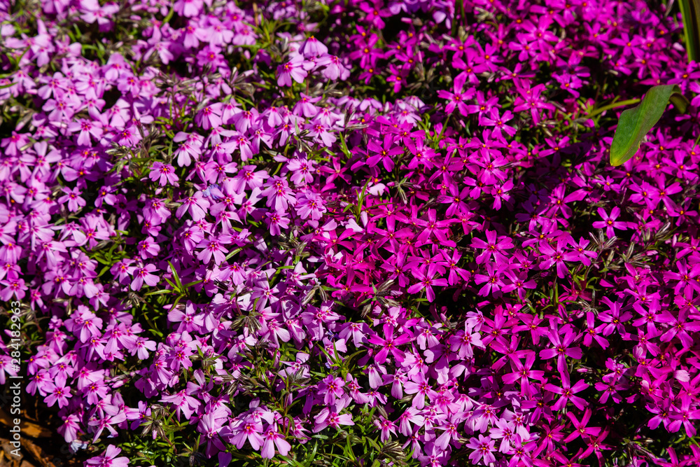 Phlox subulata in spring garden. Phlox subulata is plant for rock garden. Phlox subulata in spring garden. Phlox subulata is plant for rock garden.