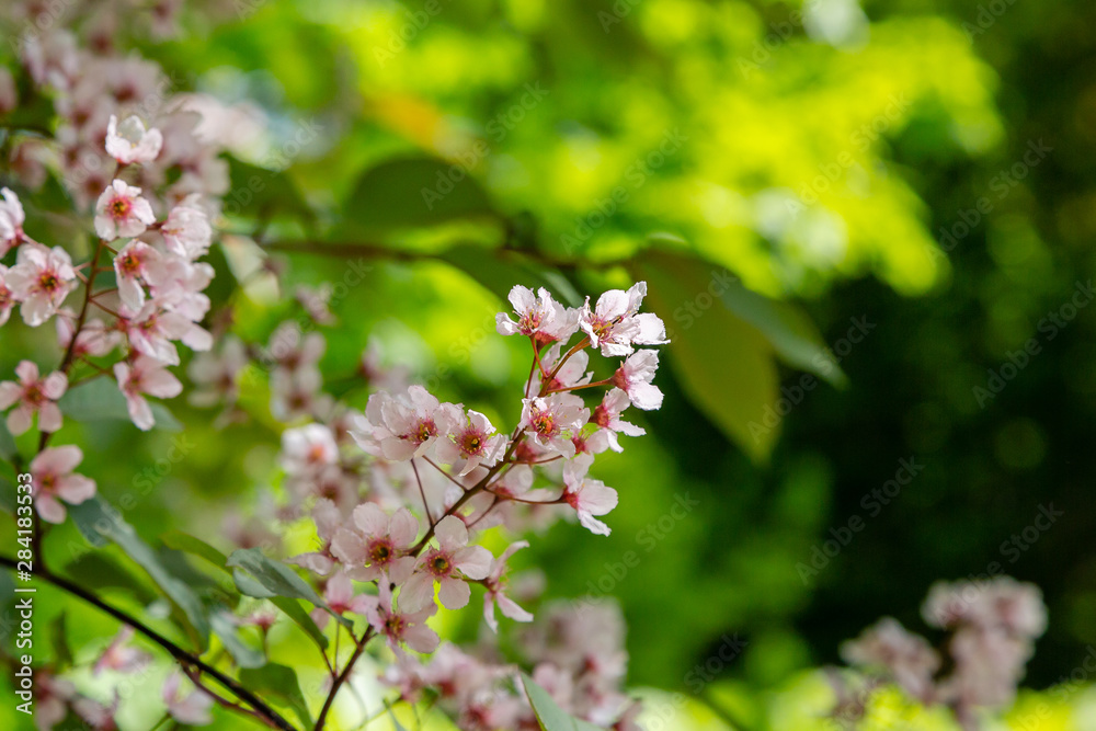 Padus avium colorata in spring garden. Flowering branch of padus on a natural background.