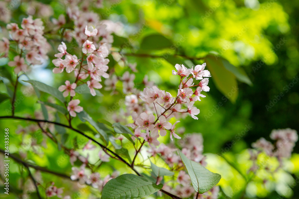 Padus avium colorata in spring garden. Flowering branch of padus on a natural background. Padus avium colorata in spring garden. Flowering branch of padus on a natural background.