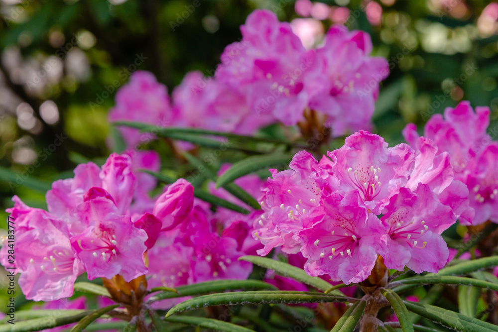 Flowering rhododendrons in the Botanical garden Flowering rhododendrons in the Botanical garden