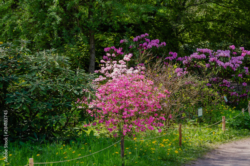 Fototapeta Naklejka Na Ścianę i Meble -  Flowering rhododendrons in the Botanical garden