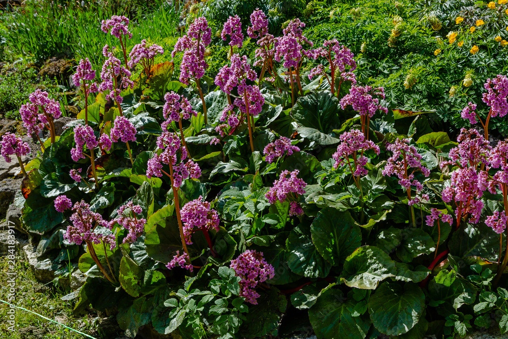Obraz premium Bergenia rotblum in spring garden. Pink flower bergenia (elephant-ear, badan, Siberian tea, Mongolian tea, leather bergenia. Bergenia cordifolia