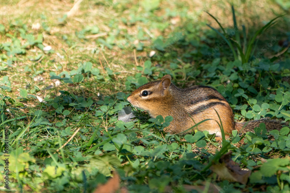 Chipmunk in grass looking cute Chipmunk in grass looking cute
